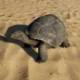 elite tortoise soulmask